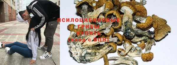 шишки Медвежьегорск