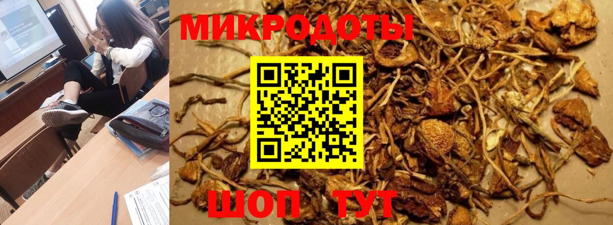 Галлюциногенные грибы Psilocybe Лениногорск