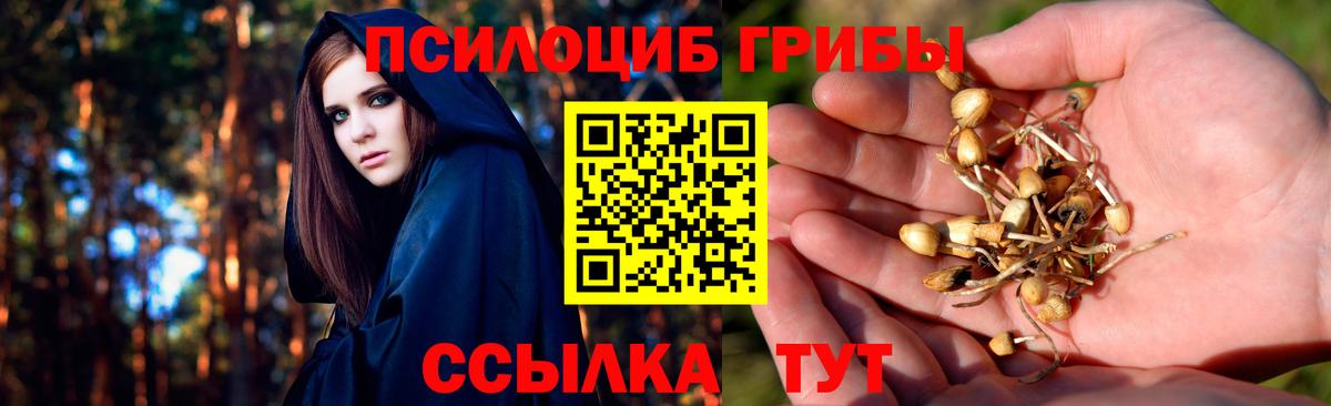 Псилоцибиновые грибы Psilocybe  Лениногорск 